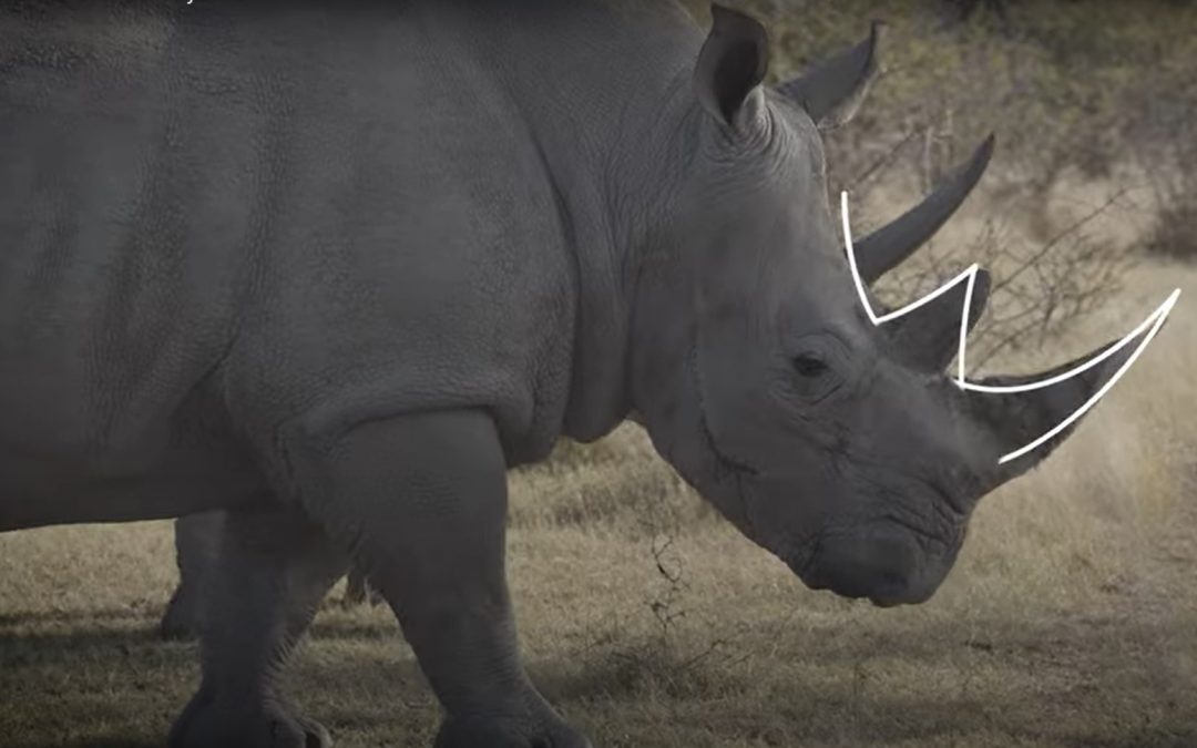 The Rhino Guardians